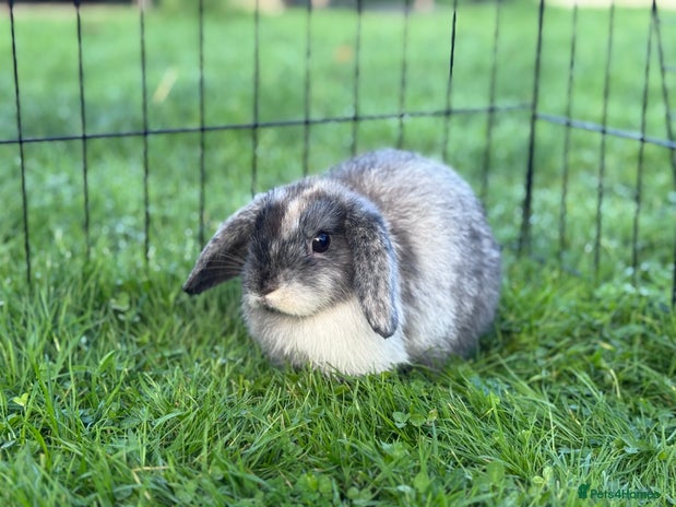 Mini Lop rabbits - Advert 15