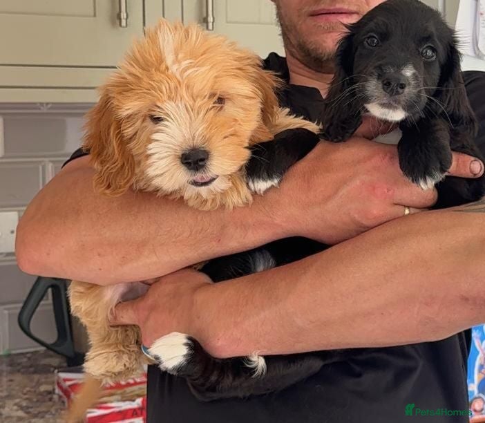 Mixed Breed dogs For sale cockapoo and sproodle - Advert 1