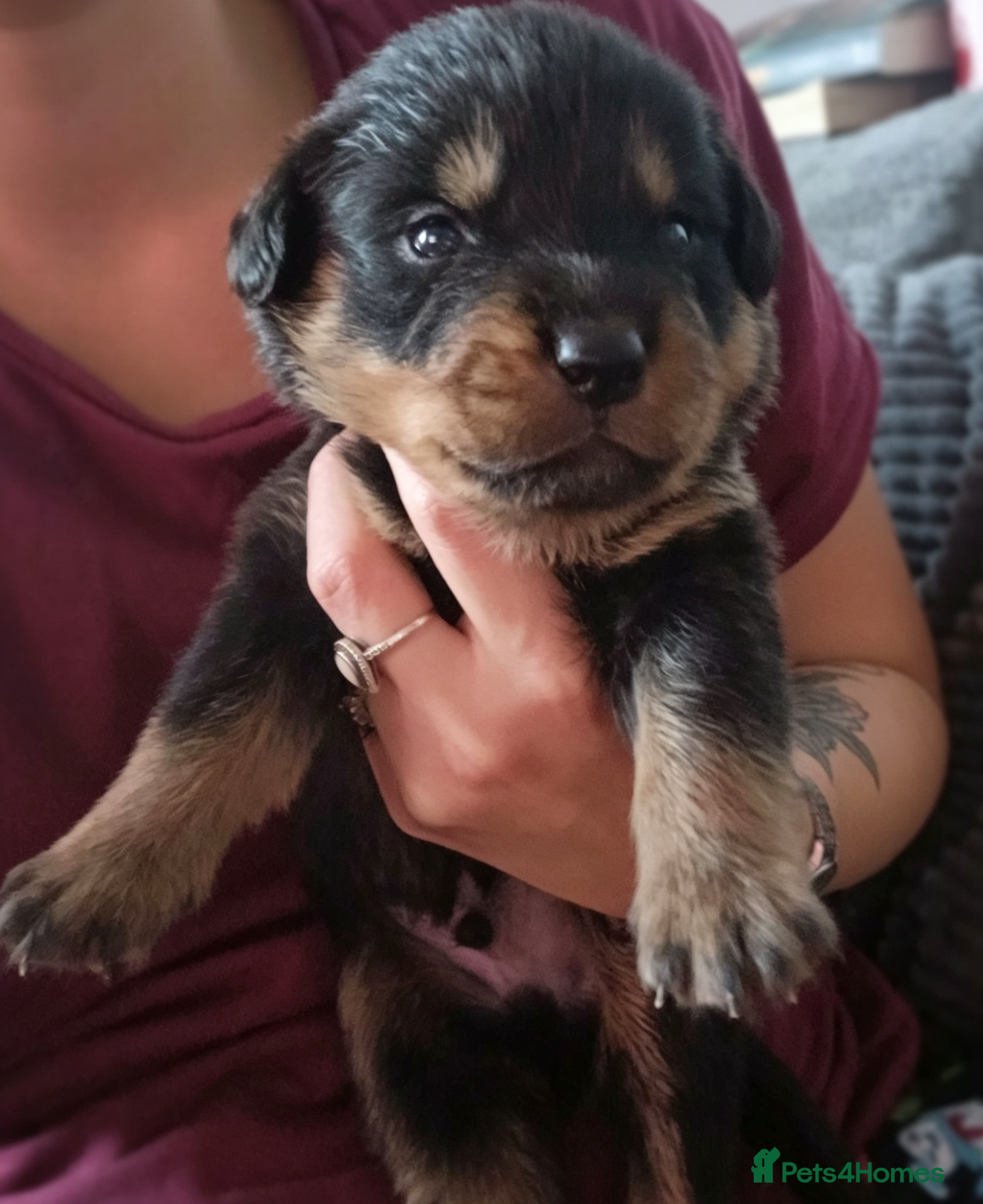 Rottweiler dogs Chunky Rottweiler puppies 🐶  - Advert 16