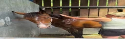 Irish Sports horses for sale: Lily - easy summer project with lots to offer  - Advert 2