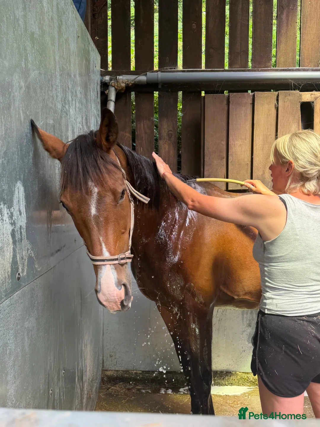 Irish Sports horses for sale: Lily - easy summer project with lots to offer  - Advert 2