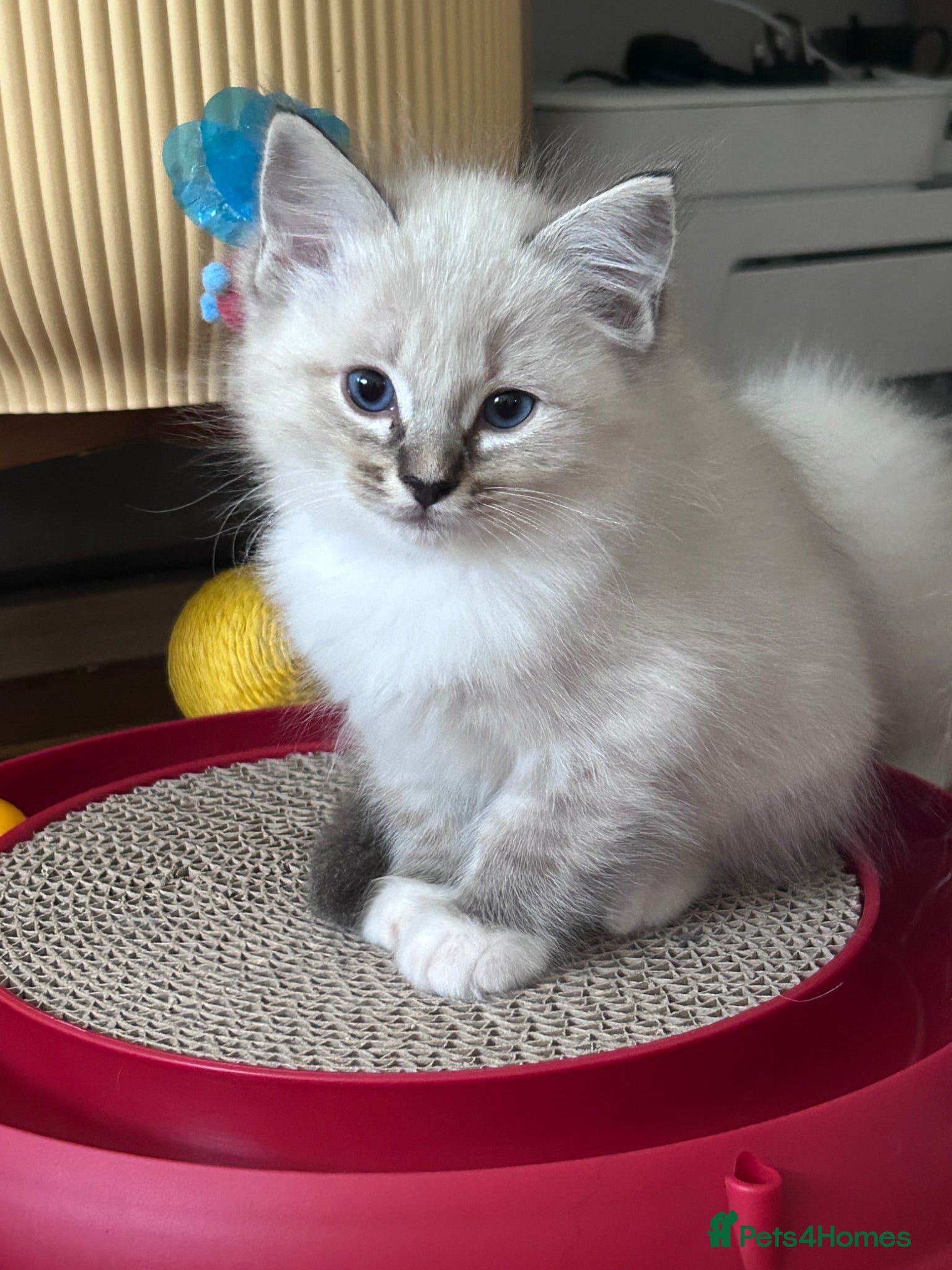 Ragdoll cats 😻 READY NOW 3 HANDSOME MALE RAGDOLL KITTENS 😻 - Advert 1