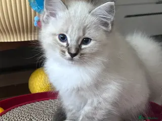 Ragdoll cats 😻 READY NOW 3 HANDSOME MALE RAGDOLL KITTENS 😻 - Advert 1