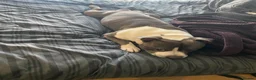 Staffordshire Bull Terrier dogs for stud: Hugo (stud) in Southsea - Advert 8