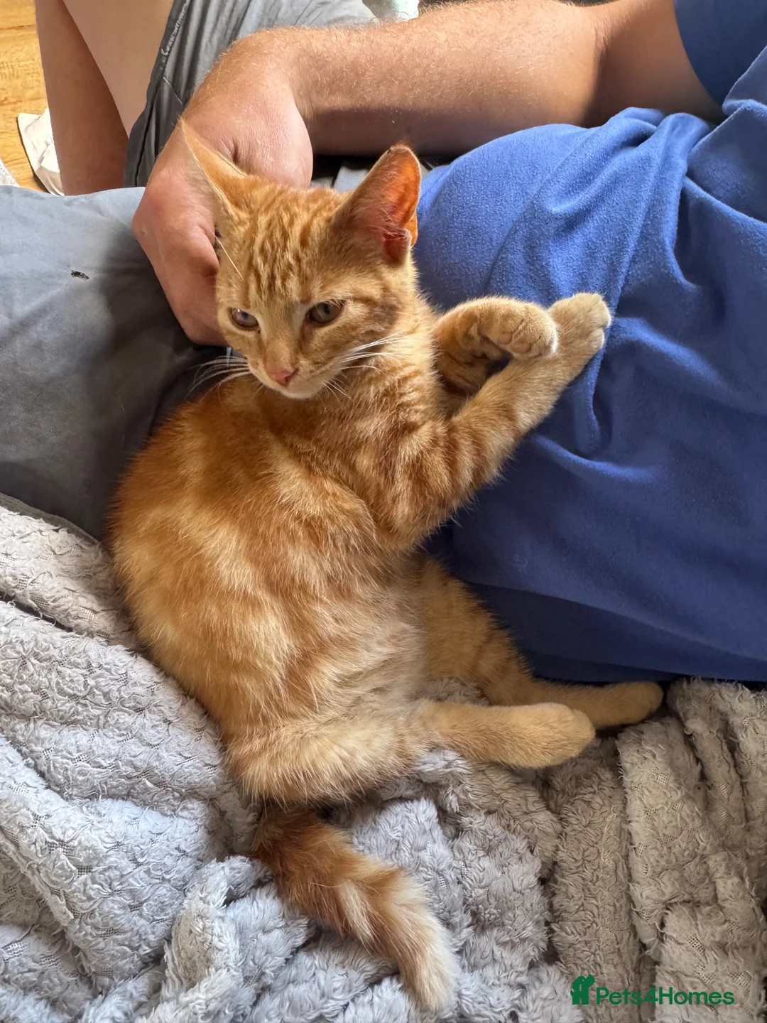Mixed Breed cats for sale: miss lucie  - Advert 1