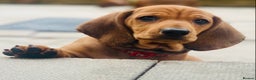Dachshund dogs for stud: Kc registered standard smooth  in Newton Abbot - Advert 27
