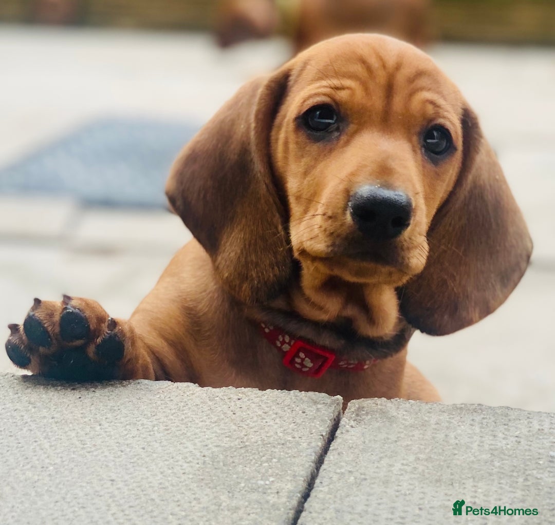 Dachshund dogs for stud: Kc registered standard smooth stud  in Newton Abbot - Image 27