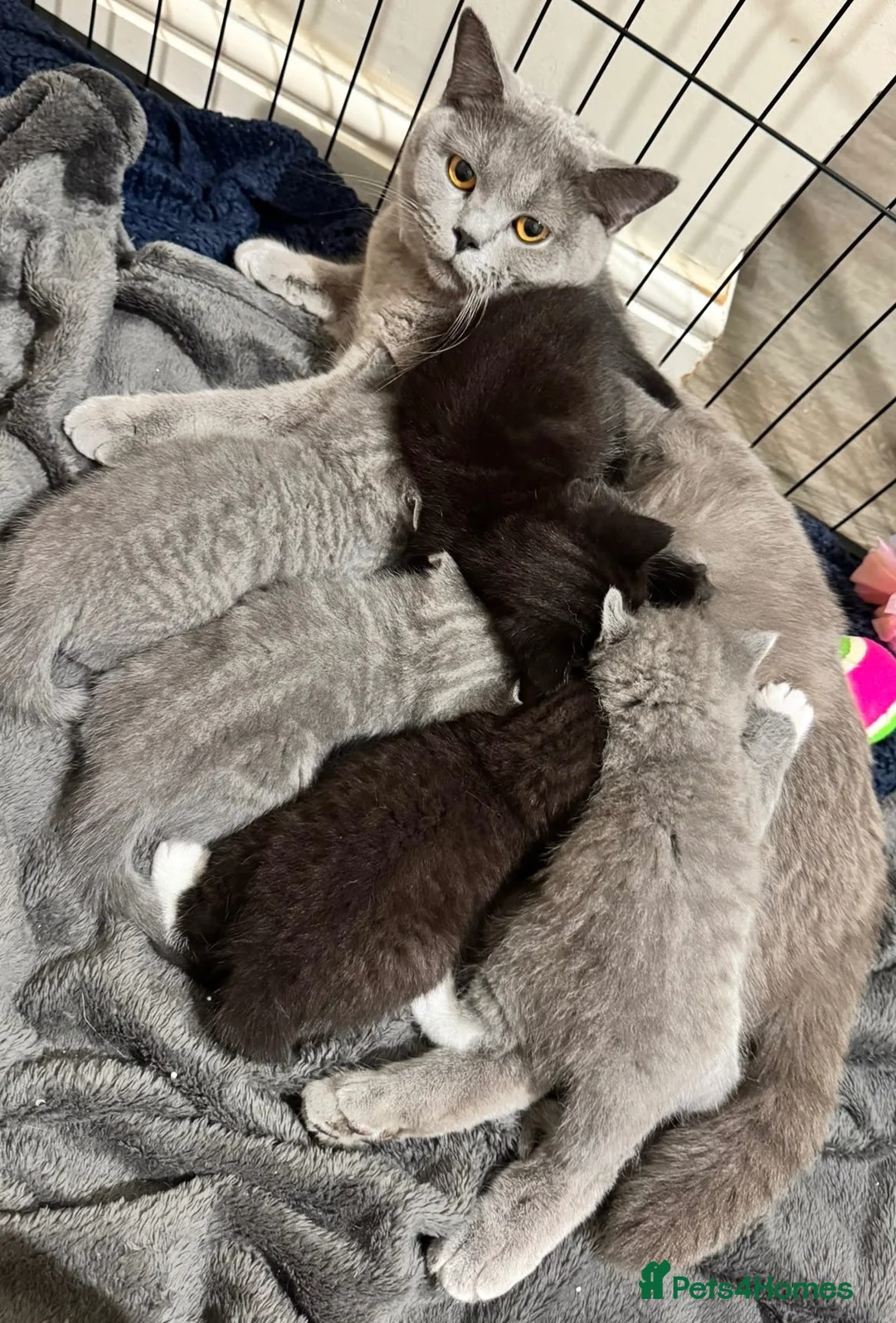 Mixed Breed cats for sale: Beautiful British Shorthair × Tuxedo Kittens in Peterborough - Advert 1