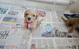 Cavapoo dogs for sale: Cavapoo Puppies  - Image 22