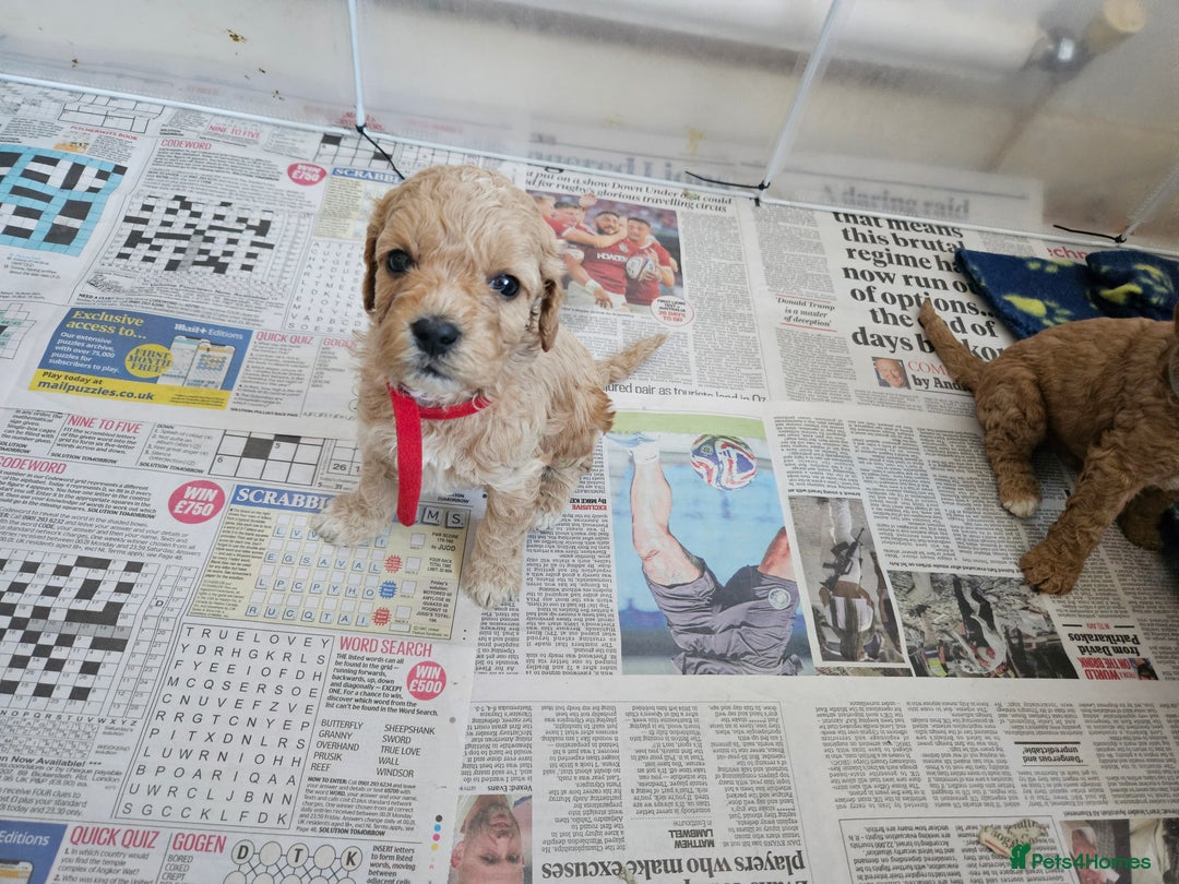 Cavapoo dogs for sale: Cavapoo Puppies  - Image 22