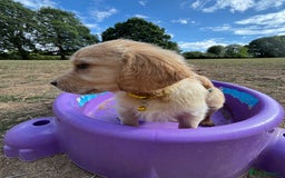 Golden Retriever dogs for sale: Golden Retriever Puppies - Image 5