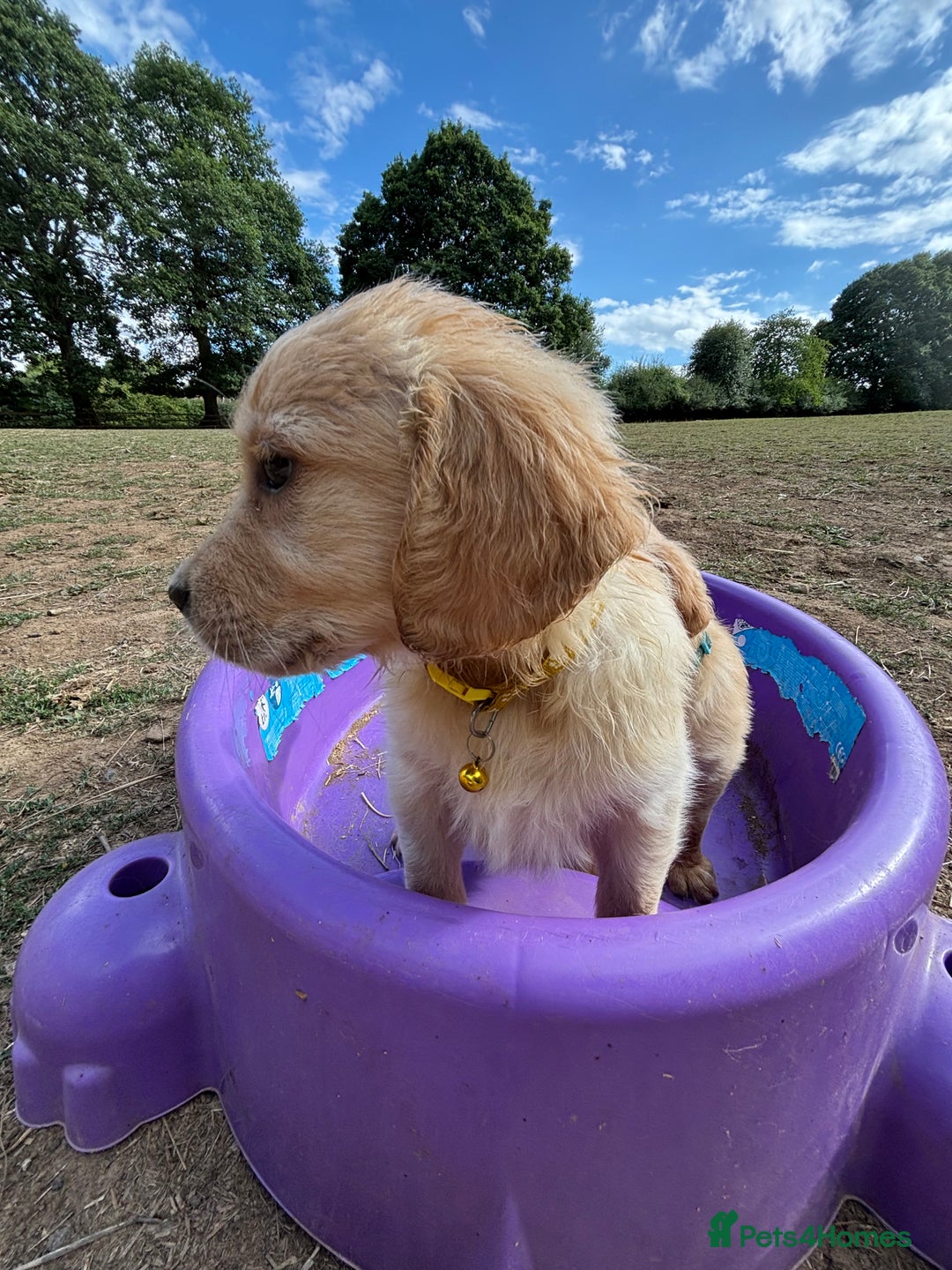 Golden Retriever dogs for sale: Golden Retriever Puppies - Image 5
