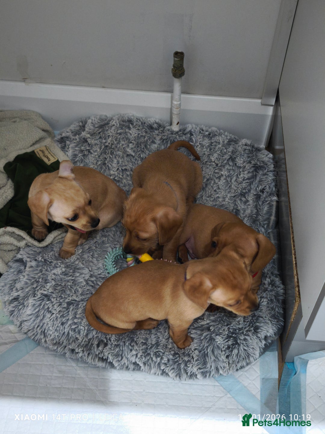 Mixed Breed dogs for sale: Red Miniature Dachshunds x WestiePoo - Advert 8