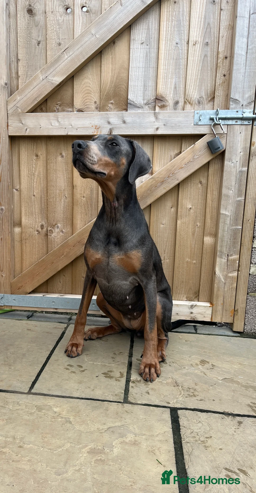 Dobermann dogs for sale: Female blue Doberman  - Advert 8