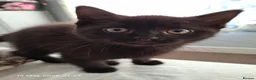 Mixed Breed cats for sale: Black kitten - Advert 3