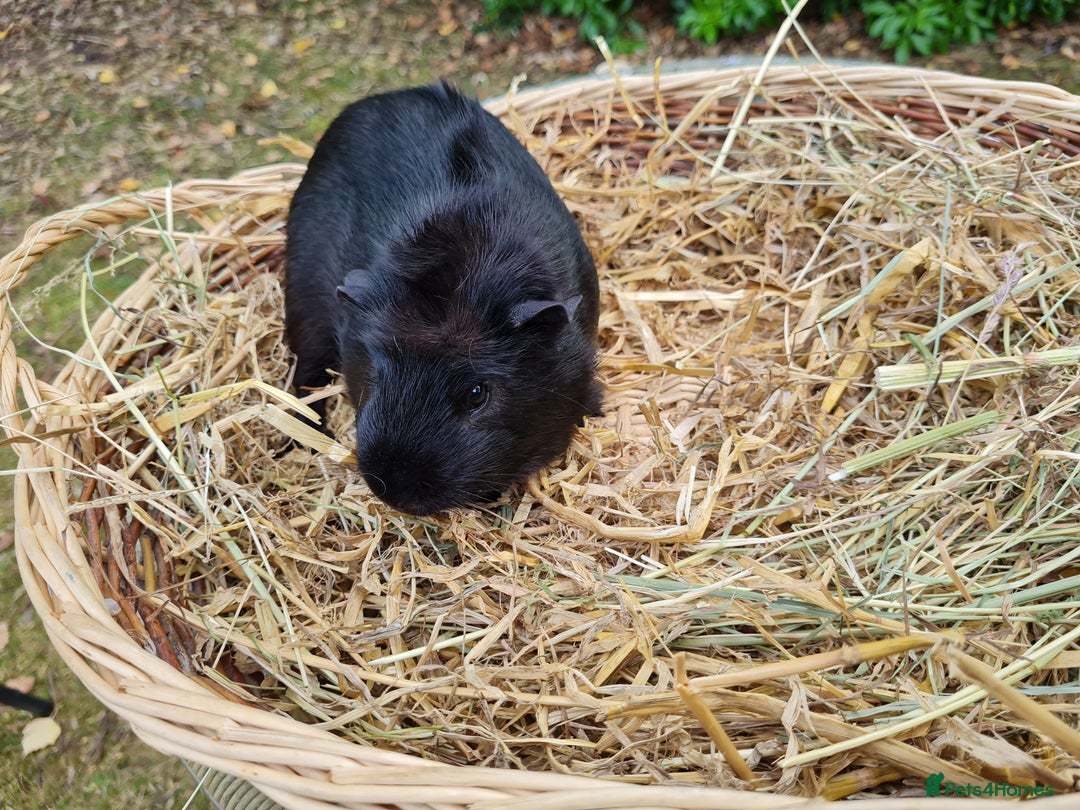 Guinea Pig rodents for sale: Male baby guinea pigs for sale. in Chippenham - Image 7