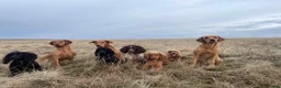 Cocker Spaniel dogs for sale: Fantasticly Bred Health Tested Cockers  - Advert 23