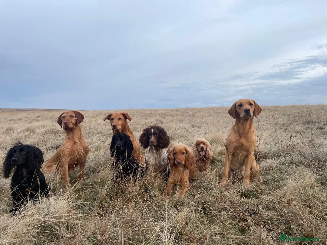 Cocker Spaniel dogs for sale: Fantasticly Bred Health Tested Cockers  - Advert 23