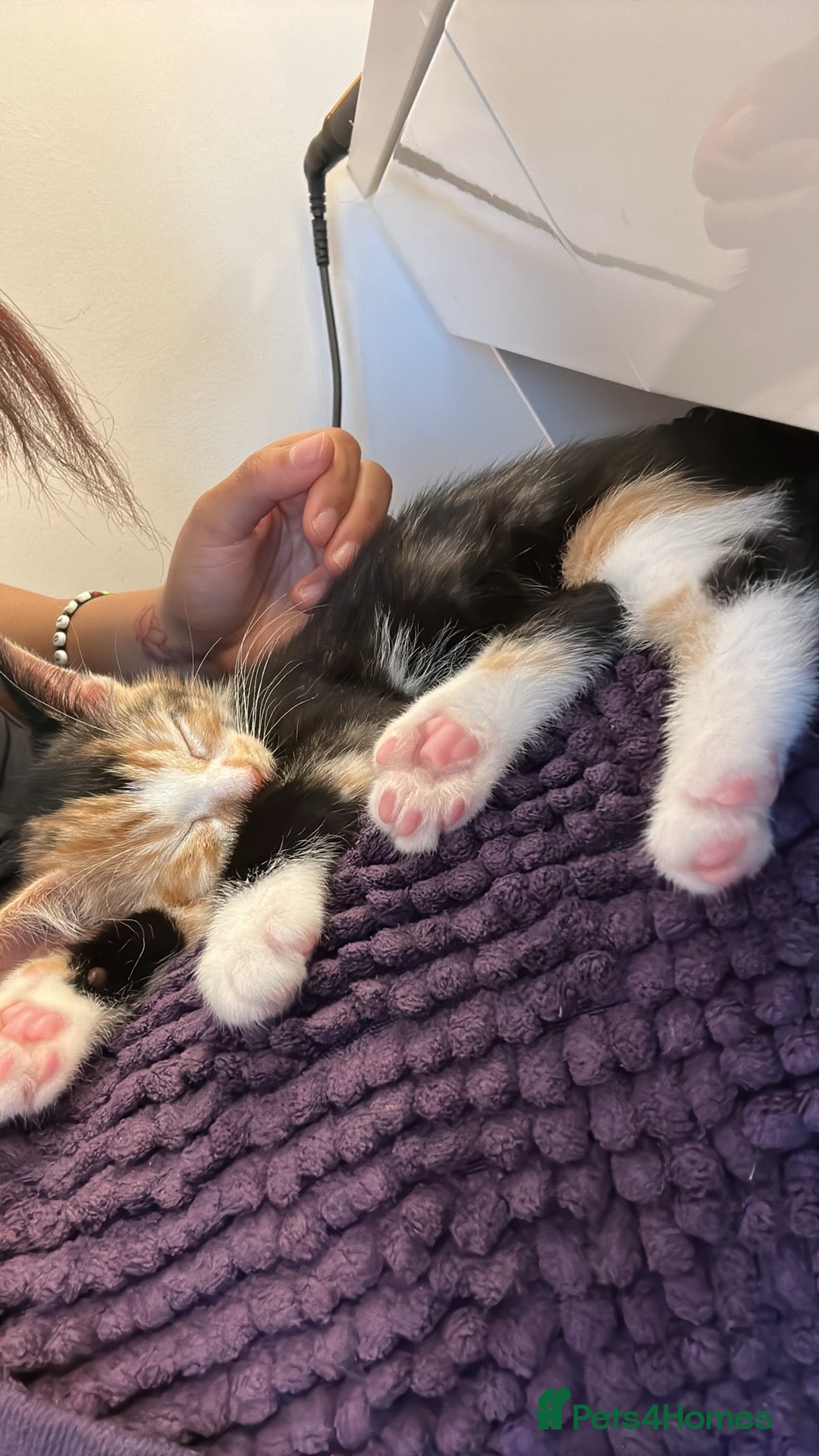 Mixed Breed cats 10 week old kitten ready for forever home!  - Advert 1