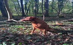 Labrador Retriever dogs for stud: FULLY HEALTH TESTED DARK RED STUD in Tadcaster - Image 6