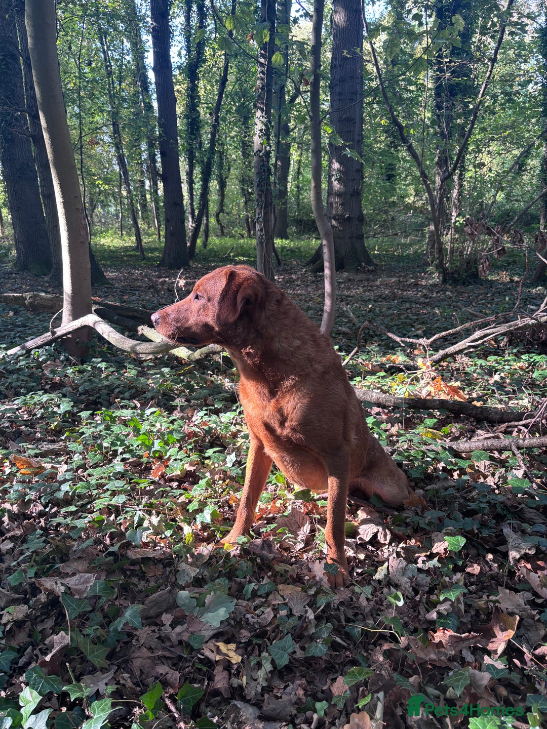 Labrador Retriever dogs for stud: FULLY HEALTH TESTED DARK RED STUD in Tadcaster - Image 6