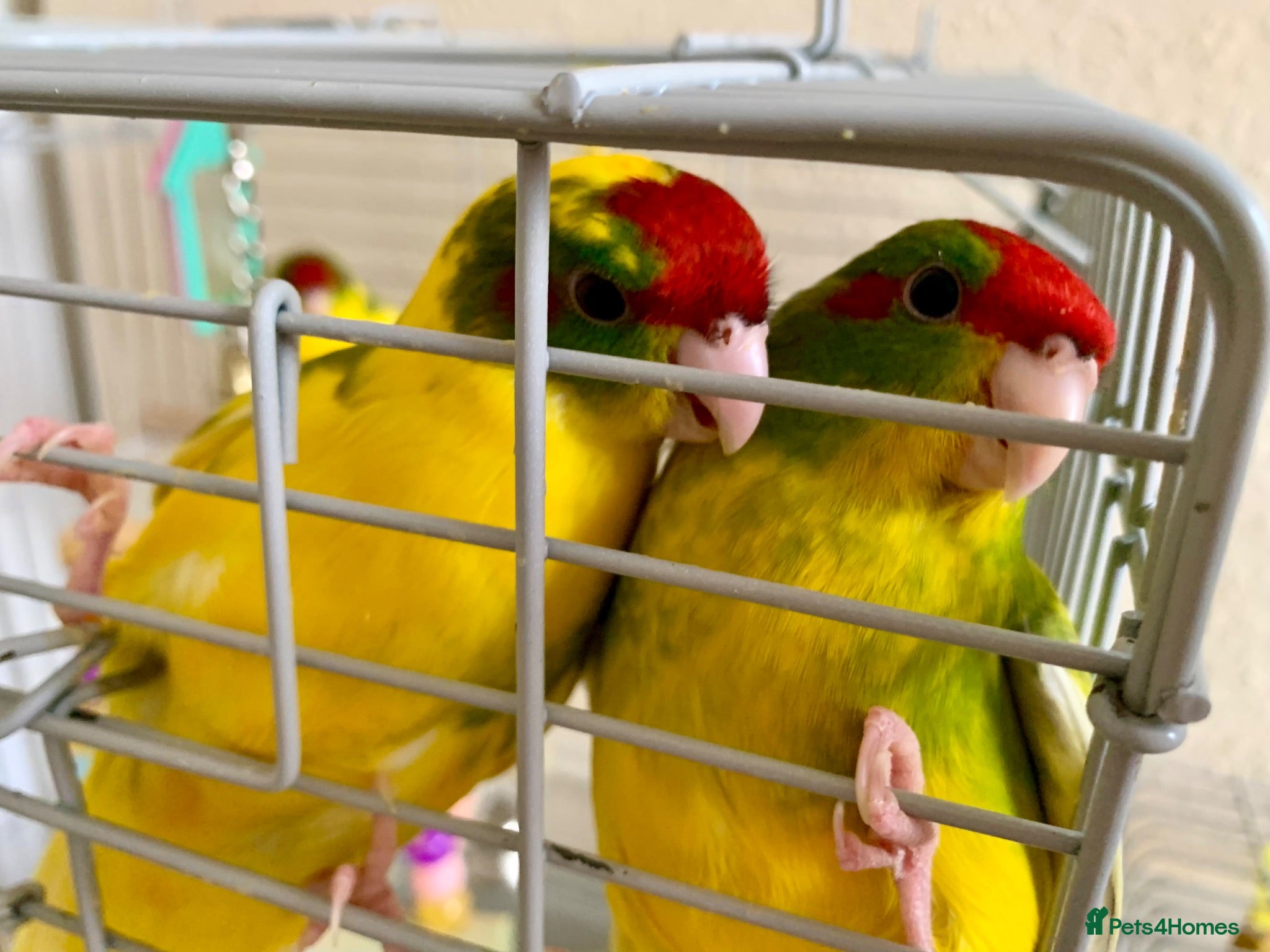 Parakeets birds 4 Hand Reared Baby Kakarikis  - Advert 2