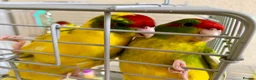 Parakeets birds for sale: 4 Hand Reared Baby Kakarikis  - Advert 2