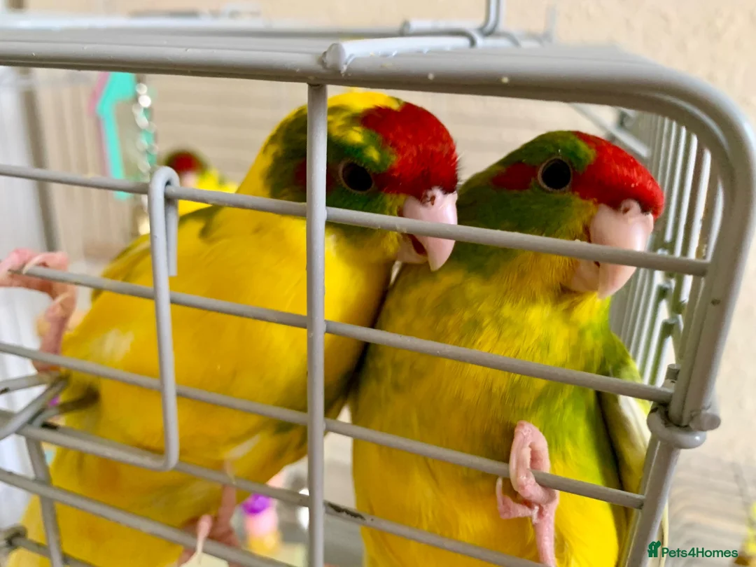 Parakeets birds for sale: 4 Hand Reared Baby Kakarikis  - Advert 2