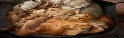 Mixed Breed dogs for sale: Gorgeous little show cocker/working cocker puppies in Exeter - Advert 3