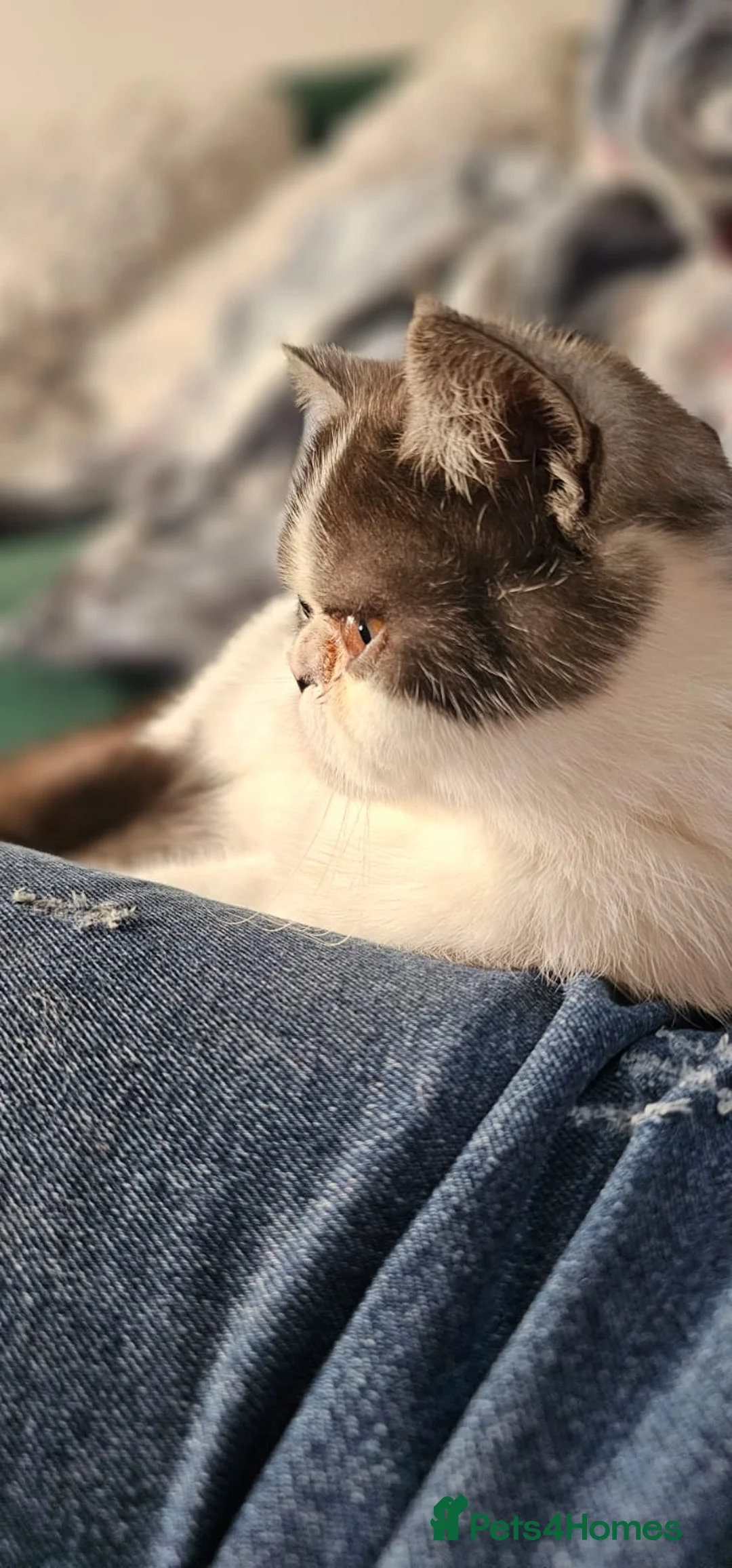 Persian cats for sale: Very beautiful persian kitten  - Advert 7