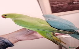 Parrots birds for sale: Hand reared baby Indian Ringneck for sale  - Image 4