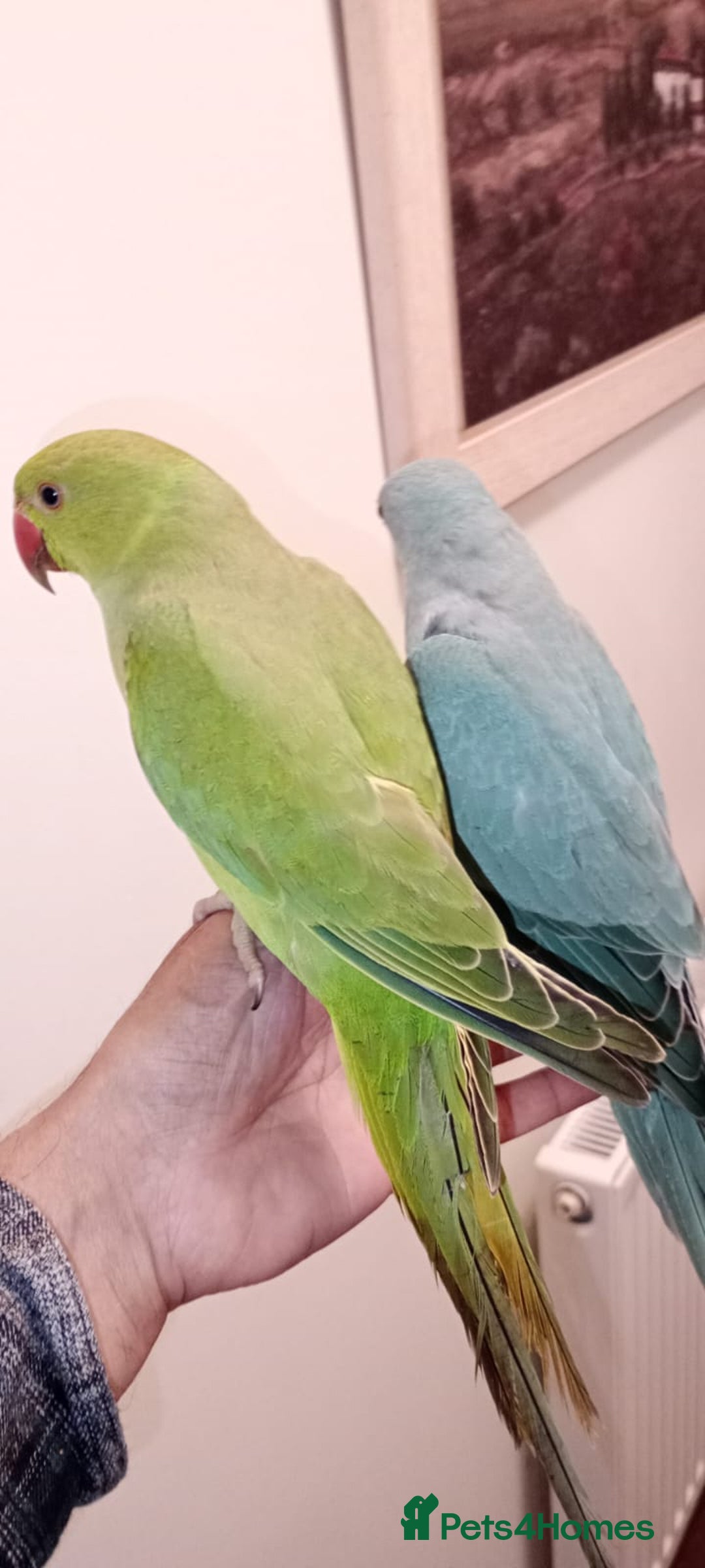 Parrots birds for sale: Hand reared baby Indian Ringneck for sale  - Image 4