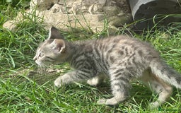 Maine Coon cats for sale: 3/4 Maincoon Cross - Image 9
