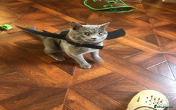 British Shorthair cats for sale: Coco and Layla  - Image 9