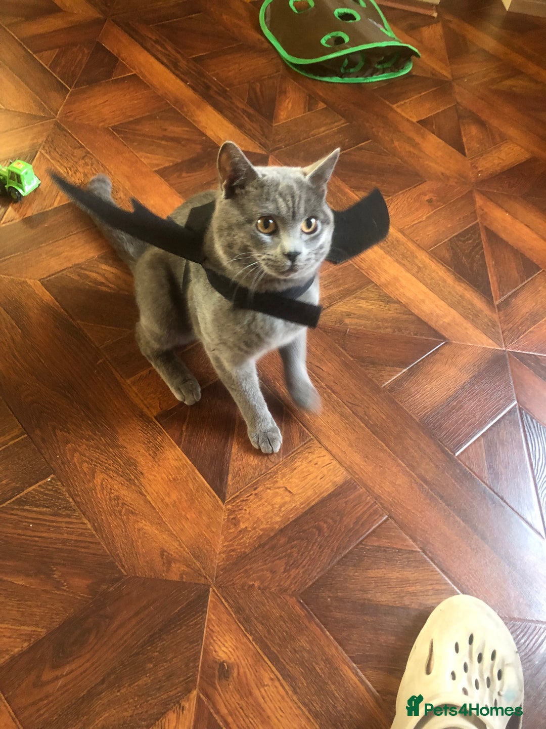 British Shorthair cats for sale: Coco and Layla  - Image 9
