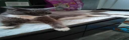 Mixed Breed cats for sale: Kitten Girl  - Advert 17