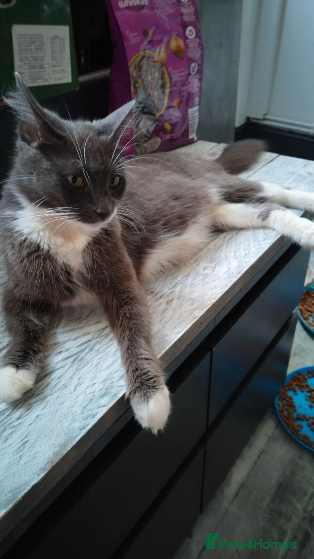Mixed Breed cats for sale: Kitten Girl  - Advert 17