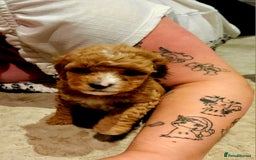 Cavapoo dogs for sale: Cavapoo Puppies  - Image 3