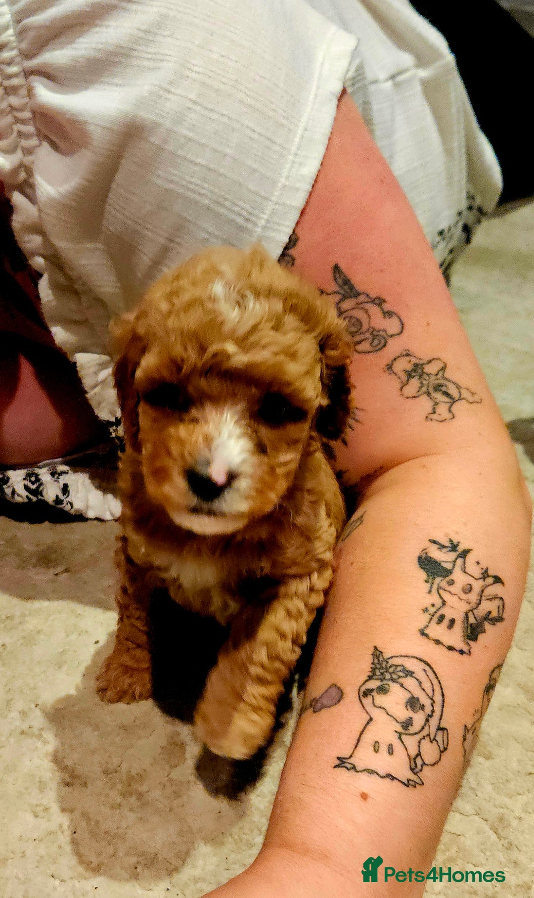 Cavapoo dogs for sale: Cavapoo Puppies  - Image 3