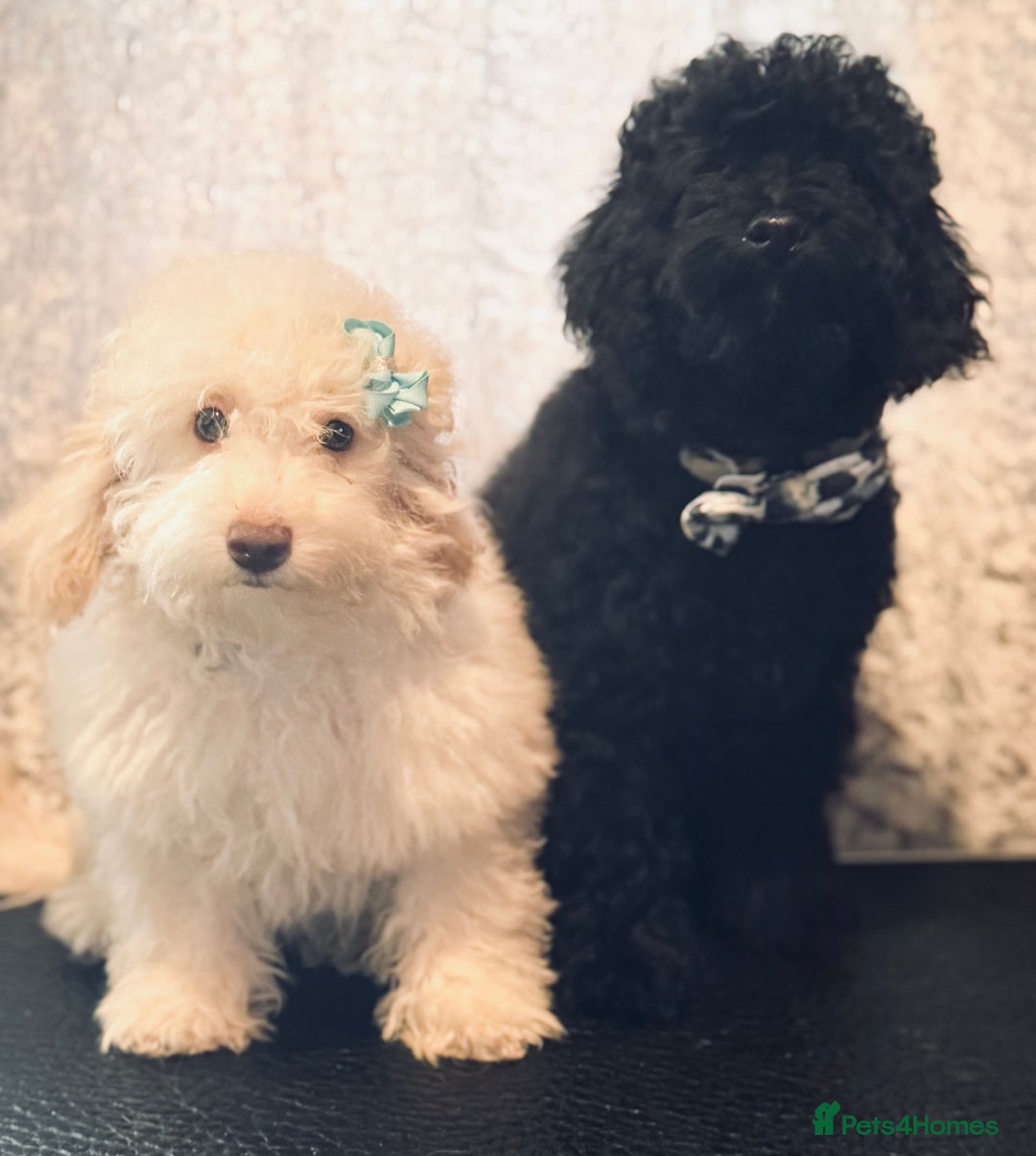 Toy Poodle dogs for sale: REDUCED READY NOW !! 2 beautiful toy poodle babies - Image 10