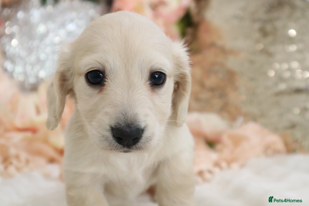 weenie dog dachshund sale near me