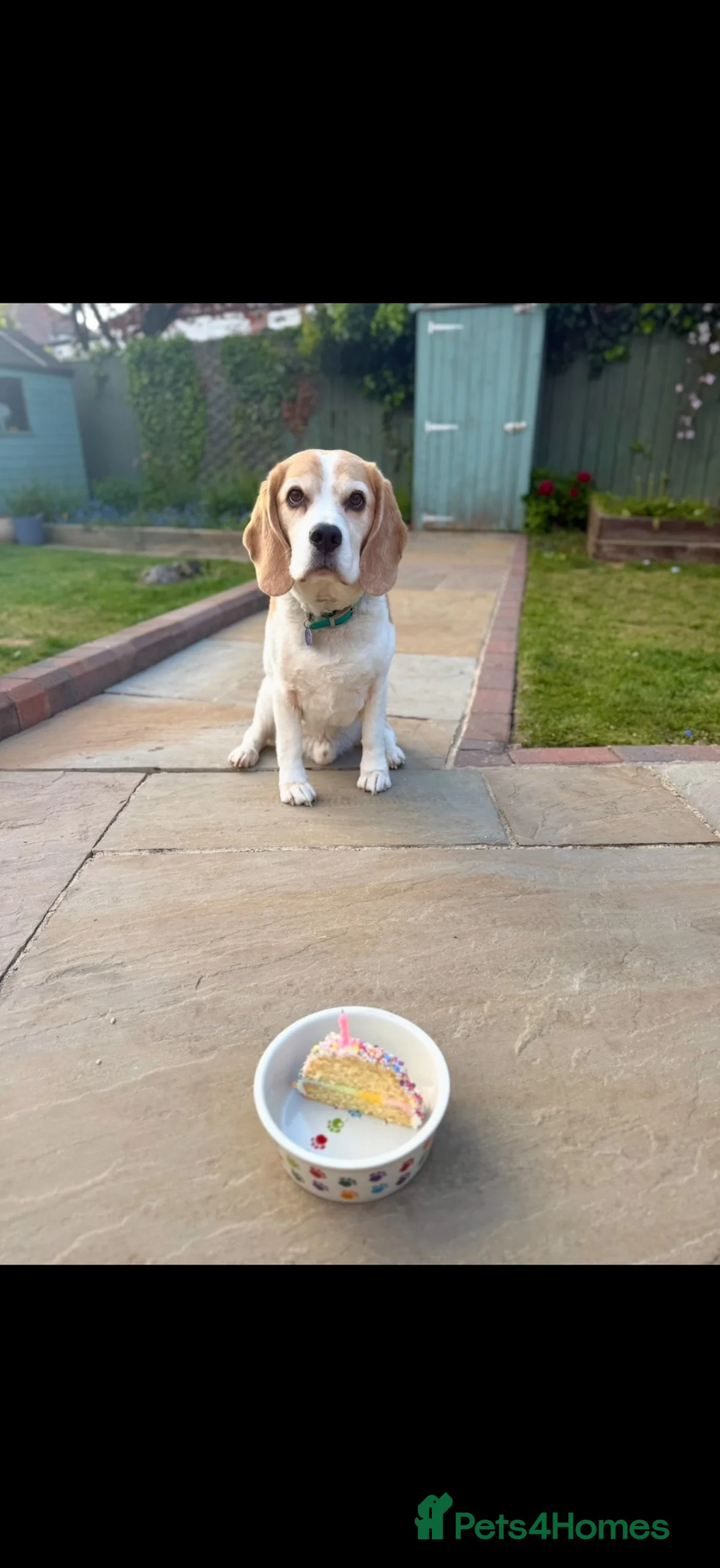 Beagle dogs for sale: Toby Beagle - Advert 2