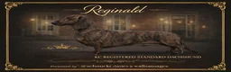 Dachshund dogs for stud: Standard dachshund  - Advert 3