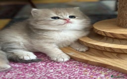 British Longhair cats for sale: Blue golden shaded of the world 🏆's offspring - Image 12