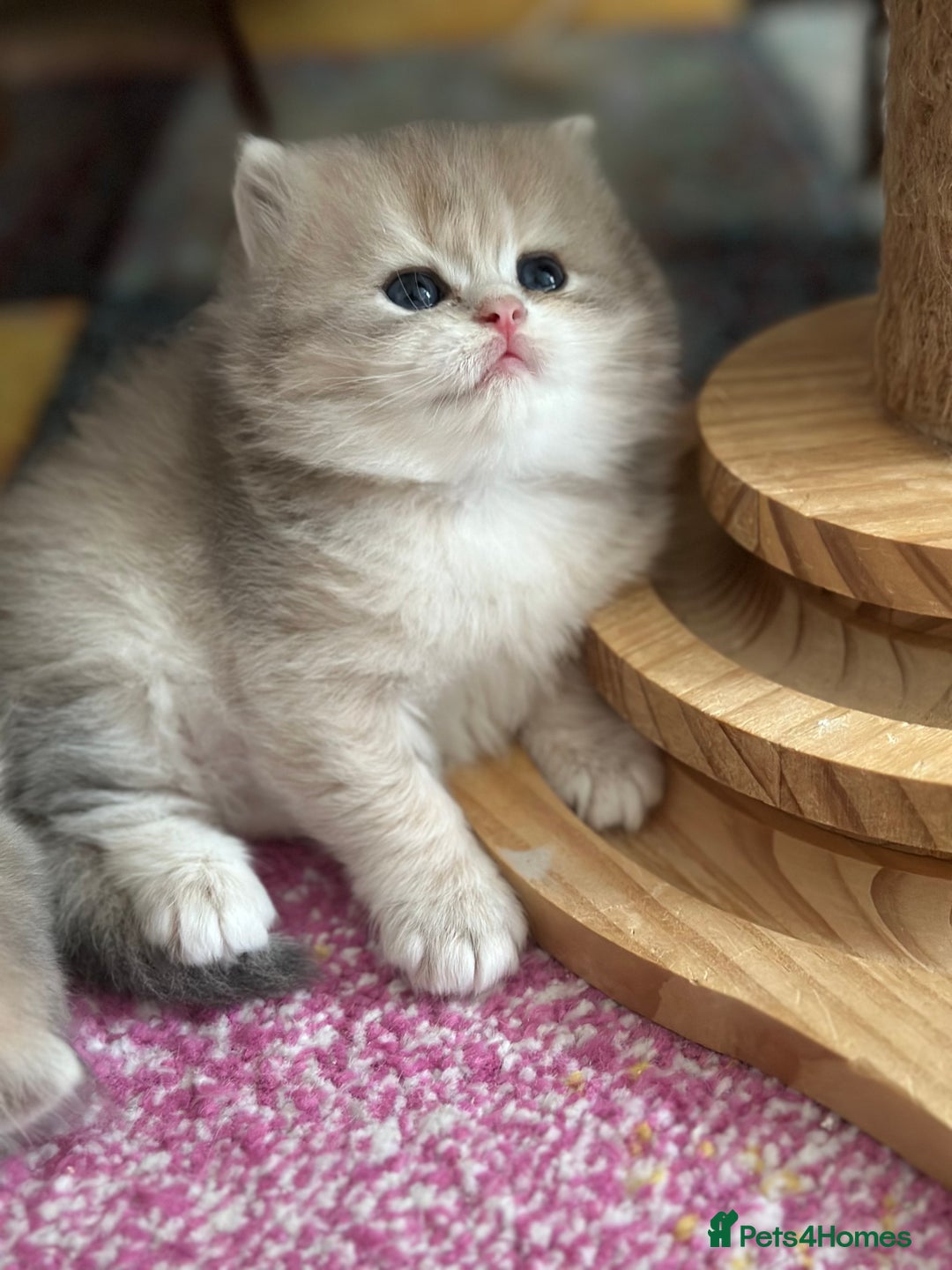 British Longhair cats for sale: Blue golden shaded of the world 🏆's offspring - Image 12