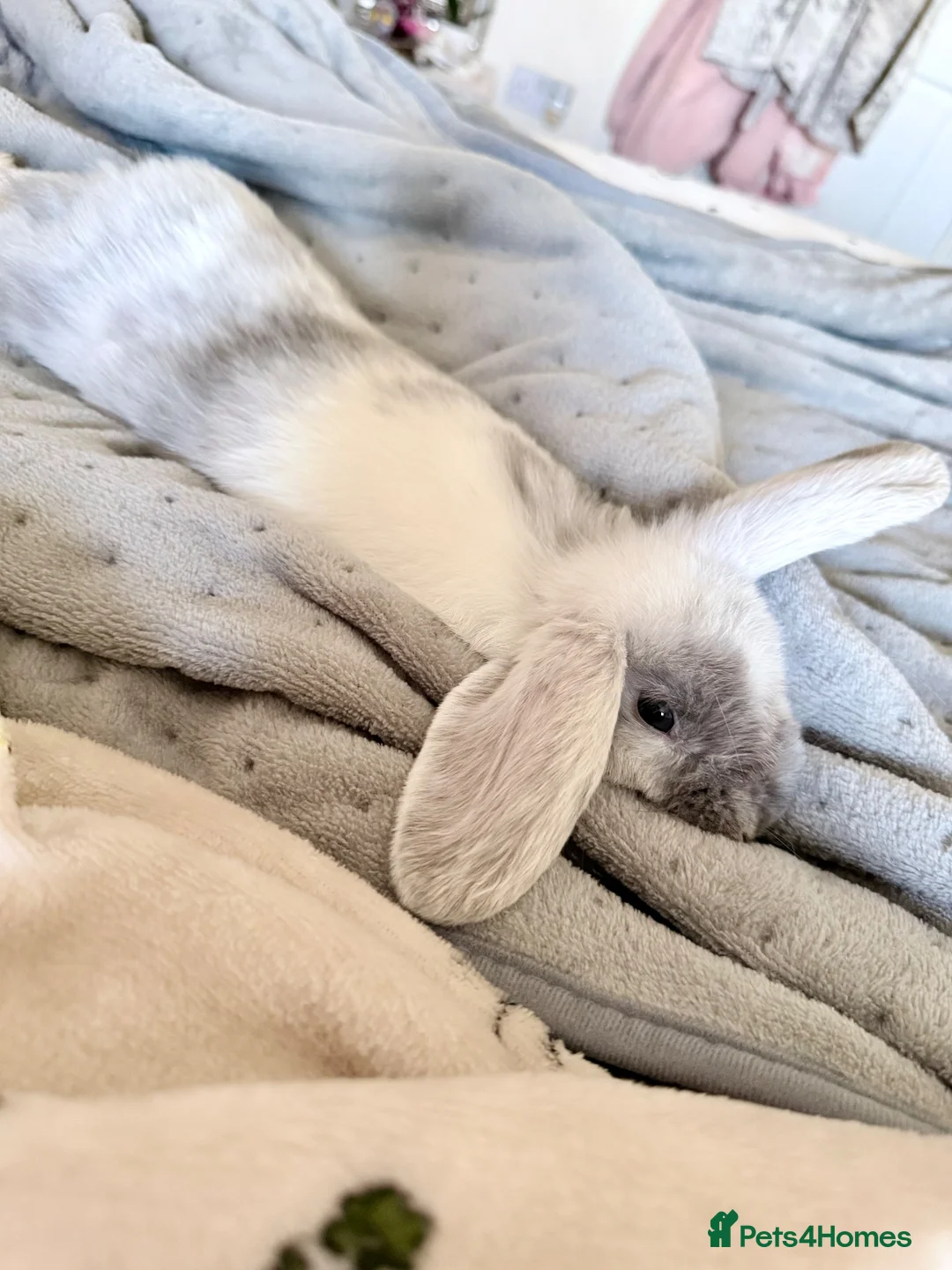 Mini Lop rabbits for sale: Two lovely Mini Lops rabbits in Hereford - Advert 8