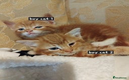 Mixed Breed cats for sale: 3 adorable 6 week old kittens. - Image 1