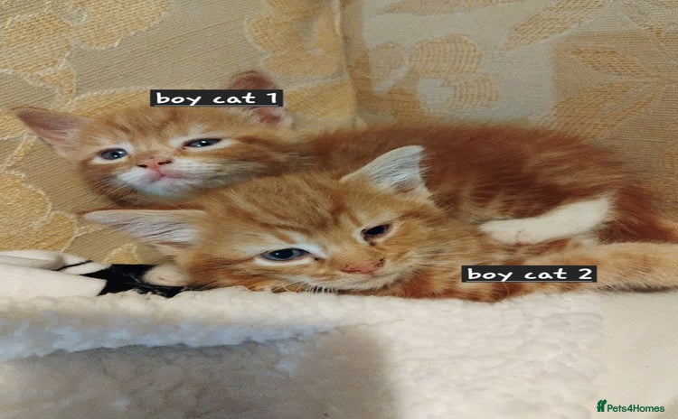 Mixed Breed cats - Advert 3