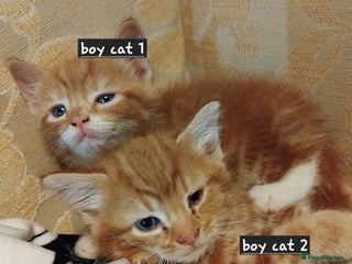 Mixed Breed cats - Advert 31