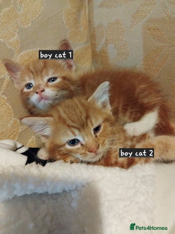 Mixed Breed cats - Advert 6